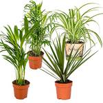 Bloomique 4x Luftreinigende Zimmerpflanzen