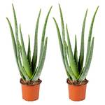 Bloomique Aloe Vera Pflanze