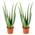 Aloe Vera Pflanze von Bloomique