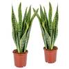 Bogenhanf Sansevieria trifasciata Laurentii von Bloomique