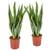 Bloomique Bogenhanf Sansevieria trifasciata Laurentii