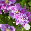 Clematis Piilu von Bloomique