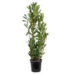 Bloomique Echter Lorbeer groß