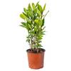 Echter Lorbeer von Bloomique