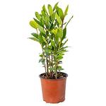 Bloomique Echter Lorbeer