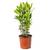 Bloomique Echter Lorbeer