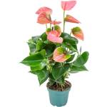 Bloomique Flamingo-Pflanze