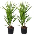 Bloomique Grüne Zwergpalme