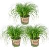 Katzengras von Bloomique