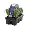 Lavendel Angustifolia von Bloomique