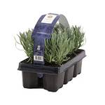 Bloomique Lavendel Angustifolia
