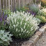 Bloomique Lavendel Edelweiß
