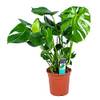 Monstera Deliciosa von Bloomique