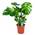 Monstera Deliciosa von Bloomique