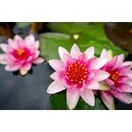 Bloomique Nymphaea 'Attraction'