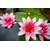 Bloomique Nymphaea 'Attraction'