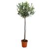 Olivenbaum auf Stamm von Bloomique