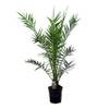 Phoenix Canariensis von Bloomique