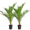 Winterharte Palme 'Canariensis' von Bloomique