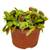Bloomique Sarracenia