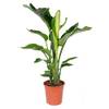 Strelitzia Nicolai von Bloomique