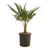 Trachycarpus Fortunei von Bloomique