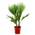 Washingtonia Robusta von Bloomique