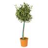 Winterharter Olivenbaum von Bloomique