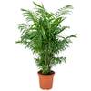 Zwergpalme von Bloomique