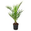 Canariensis von Bloomique
