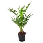 Bloomique Canariensis