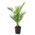 Bloomique Canariensis