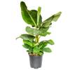 Bananenpflanze von Blume Ideal