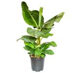 Blume Ideal Bananenpflanze