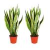 Bogenhanf von Blume Ideal