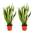 Bogenhanf von Blume Ideal
