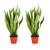 Blume Ideal Bogenhanf