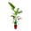 Strelitzia Nicolai von Blume Ideal