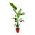 Blume Ideal Strelitzia Nicolai