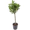Lorbeer-Pflanze von Blumen-King.de
