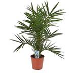 Blumen Senf Kanarische Dattelpalme