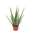 Pflanzen Aloe vera von Blumen Senf