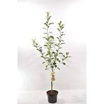 Blumen Senf Apfelbaum