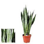 Blumen Senf Bogenhanf