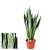 Blumen Senf Bogenhanf