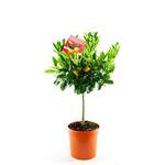 Blumen Senf Calamondinorange
