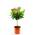 Calamondinorange von Blumen Senf
