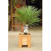 Chinesische Hanfpalme von Blumen Senf