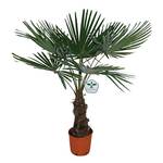 Blumen Senf Hanfpalme