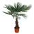 Blumen Senf Hanfpalme